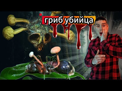 Видео: Раскрываем тайны царства грибов