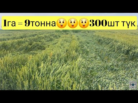 Видео: Бул Буудай 9тоннага чейин түшүм берди. Сөзсүз Көрүңүз