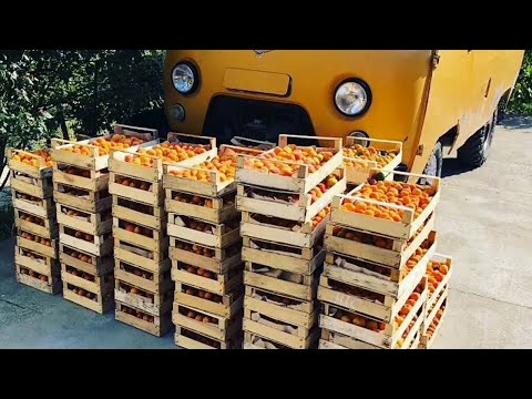 Видео: Шнапс. Как это сделано. Часть 1.