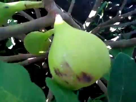 Видео: Брунсвик инжир первый урожай