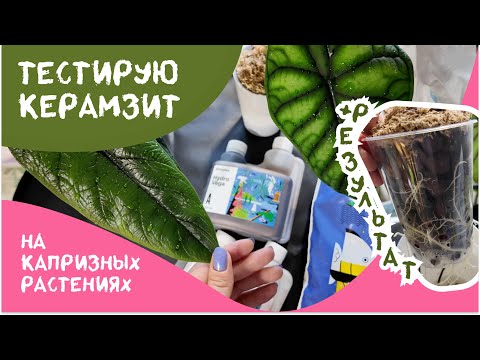 Видео: Результаты Посадки Растений в Керамзит + сажаю Капризные Растения на Полугидро
