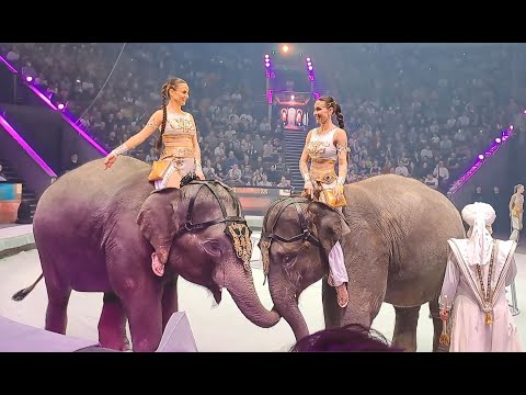 Видео: Московский цирк братьев Запашных / Moscow Zapashny Brothers Circus