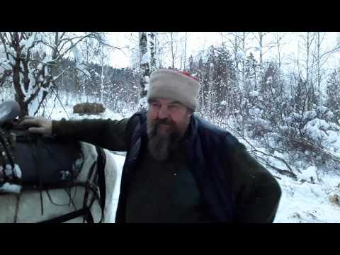Видео: Конная трелевка