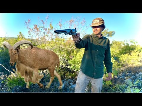 Видео: Охота, как в 1847 году — успех Colt Walker