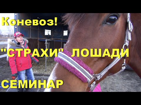 Видео: Лошадь не грузится в коневоз? Причины. Как "найти подход" к коневозу.