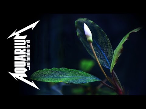 Видео: Буцефаландра – аквариумная свечка