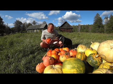 Видео: БРОСИЛ ГОРОД РАДИ ЖИЗНИ на ХУТОРЕ. ВО ЧТО ЭТО ВЫЛИЛОСЬ.№278