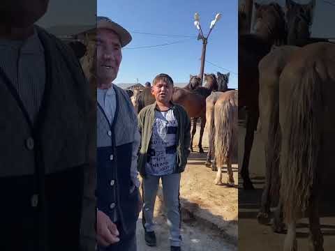Видео: Туркестан Мал Базар. Жылқы Бие Тай Байтал 30.06.2024