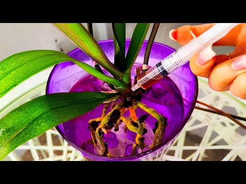 Видео: ОПЯТЬ❗ притащила ГНИЛУЮ ОРХИДЕЮ Домой С ЧЕГО НАЧАТЬ Восстановления ПЕРВЫЕ ШАГИ