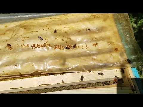 Видео: Поведінка бджіл без матки