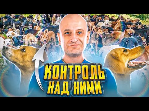 Видео: Как управлять стаей собак