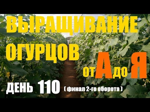 Видео: Выращивание огурцов (2й оборот) День 110