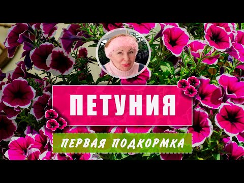 Видео: ПЕТУНИЯ Первая корневая подкормка. Это ВАЖНО!​