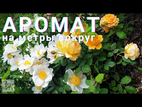 Видео: Самые Душистые Цветы в Нашем Саду. Запах Цветов (Аромат Цветов) в Саду