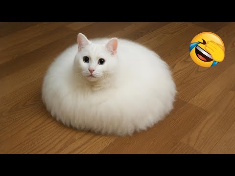 Видео: Постарайся не засмеяться 😂 Самые смешные кошки и собаки 😹🐶 Часть 4
