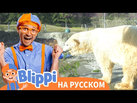 Видео: Блиппи идёт в зоопарк | Блиппи на Русском | Изучай этот Мир вместе с Блиппи | Blippi