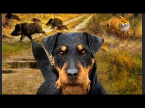 Видео: Видео Немецких владельцев ягдтерьеров Deutscher Jagdterrier: Rasse- und Arbeitsportrait