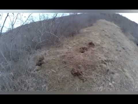 Видео: охота на хищника