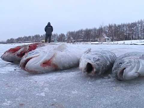 Видео: Главная рыбалка. Зимняя блесна