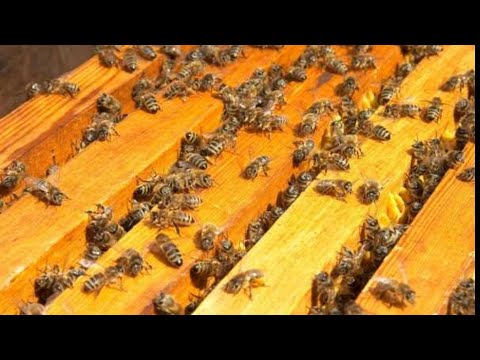 Видео: ПЧЁЛЫ. ВЕСЕННЕЕ РАЗВИТИЕ ПЧЕЛИНОЙ СЕМЬИ,ТРИ ЭТАПА.🐝🐝🐝