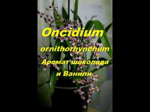 Видео: Онцидиум птицеклювый.  Самый красивый с волшебным ароматом