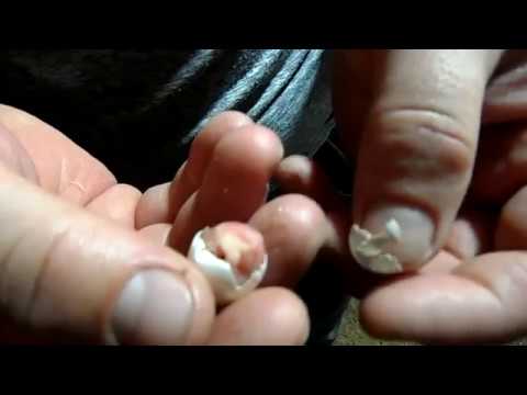 Видео: Первая помощь при рождении птенца.Попугаи, Канарейки, Амадины.