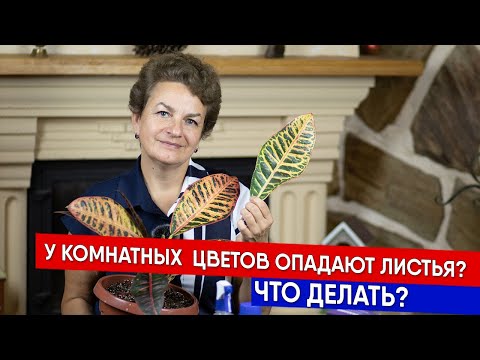 Видео: У комнатных  цветов опадают листья? Что делать?