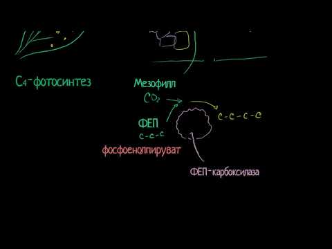 Видео: C4-фотосинтез (видео 7)| Фотосинтез | Биология