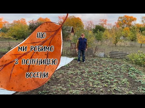 Видео: Що ми робимо з полуницею восени