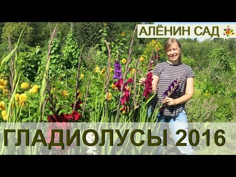 Видео: ГЛАДИОЛУСЫ в моем саду 2016 / Gladioluses 2016