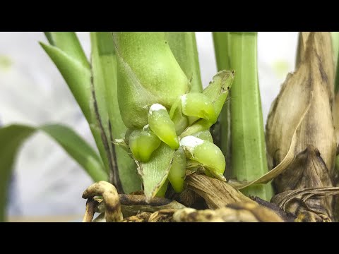 Видео: Полил ЭТИМ орхидеи ВСЕГО 2 раза а КОРНЕЙ ЦЕЛЫЙ ПУЧОК! ПЕРЕКИСЬ для орхидей и РЕЗУЛЬТАТ ПОЛУЧЕН!