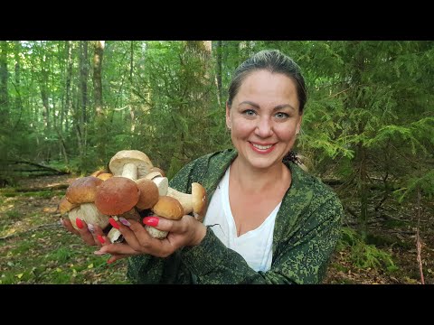 Видео: БЕЛЫЙ ГРИБ НАСТУПАЕТ, НО ПРОИГРЫВАЕТ !!! ( часть 1) поляны белого гриба. Грибное изобилие