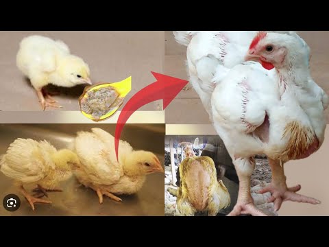 Видео: Как заставить низкорослых и медленно растущих бройлеров быстро набирать вес.