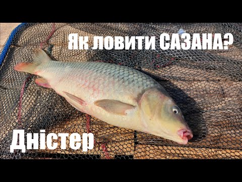 Видео: Як ловити САЗАНА на річці? Оснащення, насадки, пошук. Риболовля в непогоду з ночівлею. Дністер Маяки