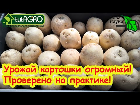 Видео: ГИПСОВАНИЕ КЛУБНЕЙ КАРТОФЕЛЯ: урожай картошки в 10 раза больше - проверено на практике!!!