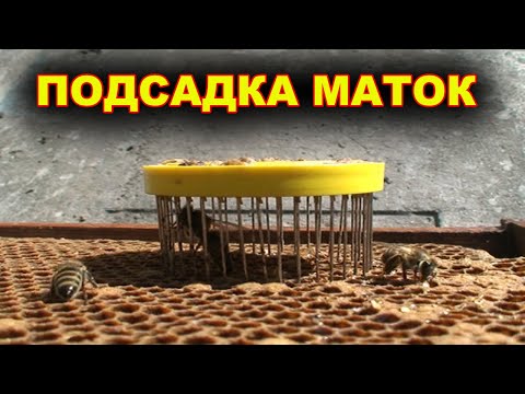 Видео: Подсаживаю маток в отводки.