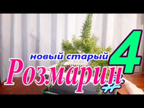 Видео: Новый Розмарин  #4 Сентябрь 2025