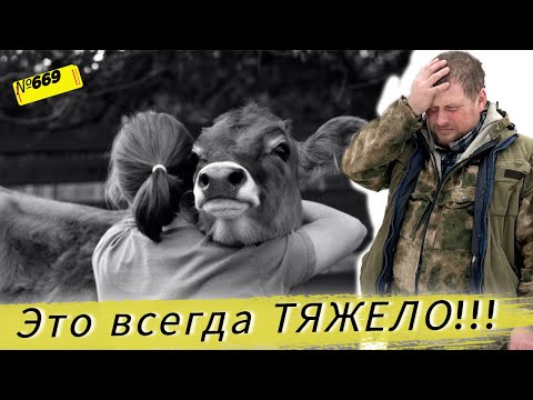 Видео: Как мы потеряли корову. Отремонтировали загон для бычков. Один день из жизни Омской деревни.