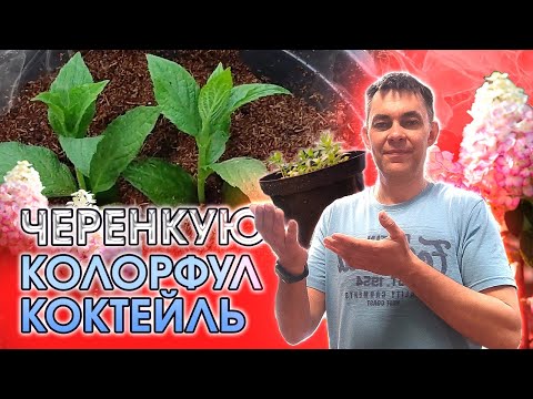 Видео: 100% РАБОЧИЙ СПОСОБ РАЗМНОЖЕНИЯ ГОРТЕНЗИИ МЕТЕЛЬЧАТОЙ ЧЕРЕНКАМИ / ГОРТЕНЗИЯ КОЛОРФУЛ КОКТЕЙЛ