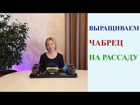 Видео: ТИМЬЯН (ЧАБРЕЦ). ПОСАДКА, ПИКИРОВКА, УХОД.