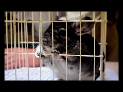 Видео: Выставка Шиншилл   Зоо Политра 2014
