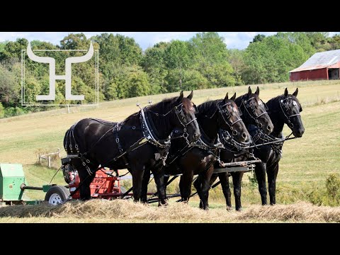 Видео: Конное фермерство с использованием лошадей породы першерон