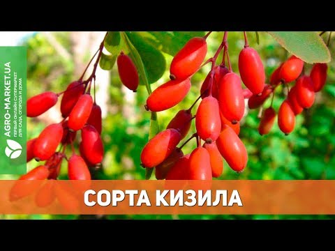 Видео: Популярные сорта кизила | Agro-Market.ua