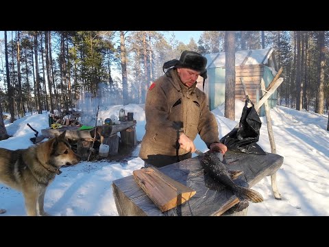 Видео: ПОЙМАЛ ЩУКУ А В ВНУТРИ БЫЛО ЭТО. ТАЁЖНЫЙ БАЛАГАН. ЖИВЁМ С СОБАКОЙ В ЛЕСНОЙ ХИЖИНЕ. УБЕЖИЩЕ  В ГЛУШИ
