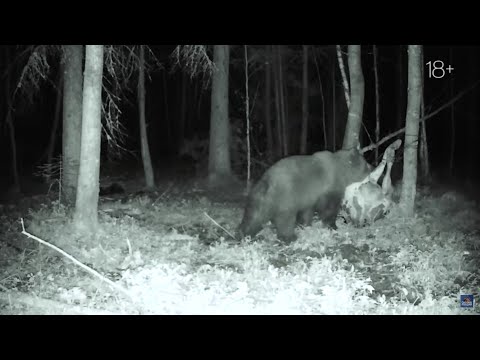 Видео: Охота на МЕДВЕДЯ. Три вечёрки на лабазе