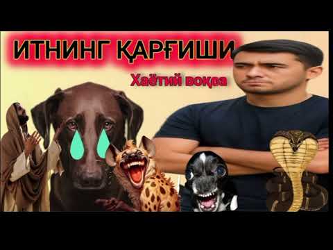 Видео: ИТНИНГ ҚАРҒИШИ (хаётий воқеа) итни касоси 
