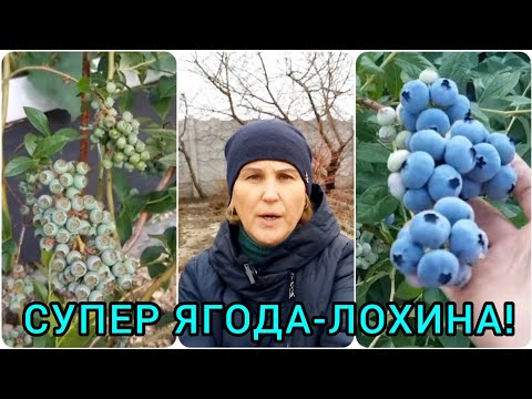 Видео: Все про ЛОХИНУ🫐 Посадка,догляд,підживлення,обрізка#голубика#посадкалохини#посадкаголубики#лохина#сад