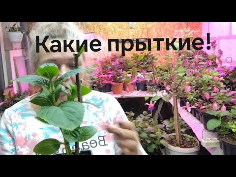 Видео: Какие прыткие сна как и не было. Гортензия крупнолистная уже зацветает.