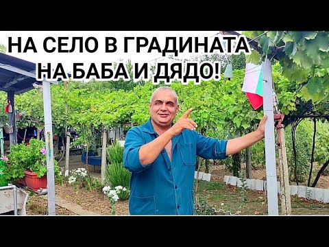 Видео: НА ГОСТИ НА БАБА И ДЯДО! СЕЛСКИ ДВОР, ЛОЗЕТО И ЗЕЛЕНЧУКОВАТА ГРАДИНА!!!