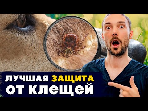 Видео: 5 лучших средств защиты от клещей для животных!